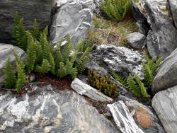 Polystichum cystostegia. Plants growing amongst alpine boulders.
 Image: L.R. Perrie © Leon Perrie CC-BY-NC 3.0 NZ